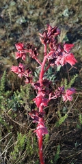 Gibbiflorae