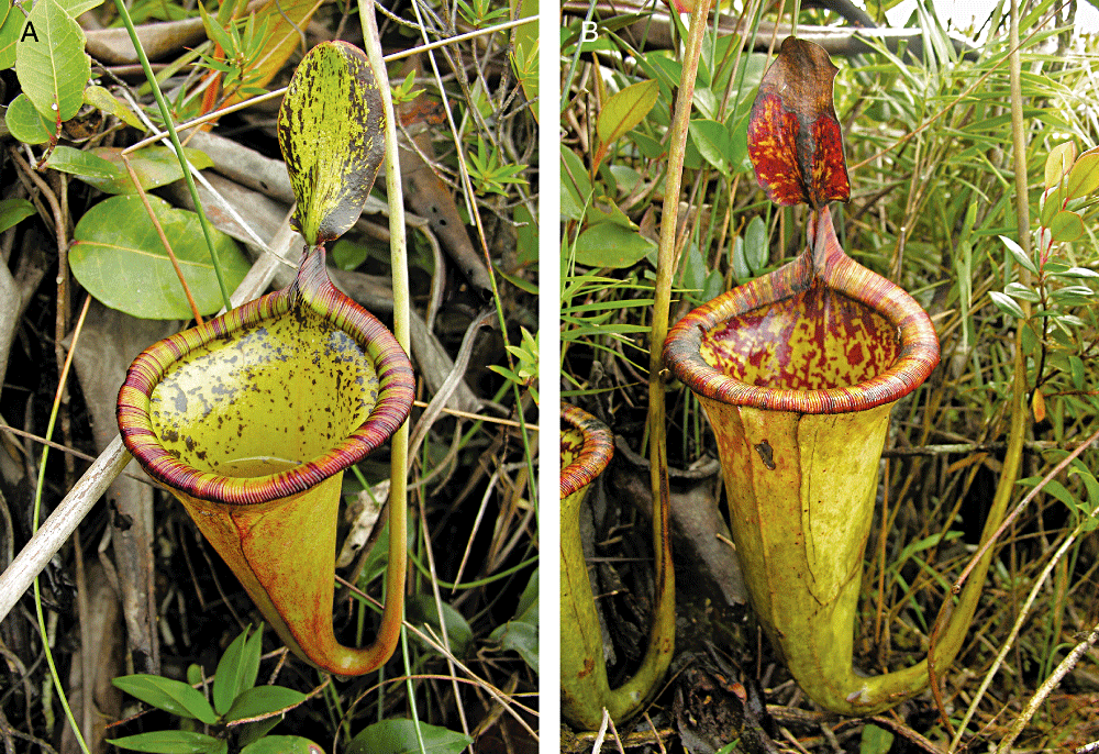 Nepenthes attenboroughii