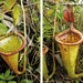 Attenborough's Pitcher Plant - Photo (c) Alastair S. Robinson, some rights reserved (CC BY-SA)