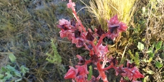 Gibbiflorae