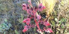 Gibbiflorae