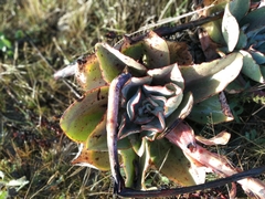 Gibbiflorae