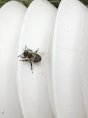 Bombus impatiens
