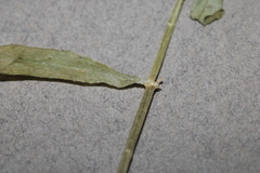 Stellaria borealis borealis