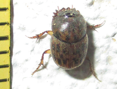 Onthophagus variegatus