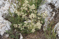 Trinia glauca