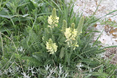 Pedicularis sibthorpii