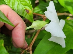 Thunbergia fragrans image