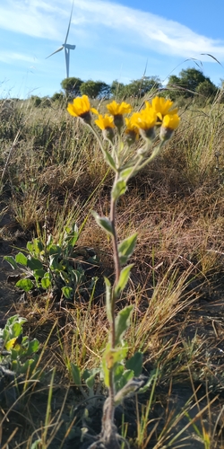 Image of Mexican Arnica (Heterotheca inuloides) by (c) Tereso Hernández Morales, some rights reserved (CC BY)