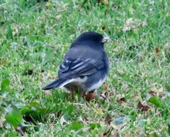 Junco hyemalis