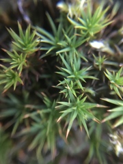 Polytrichum