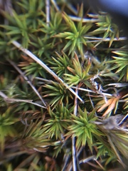 Polytrichum