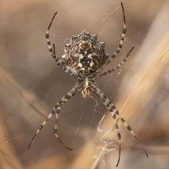 Argiope lobata
