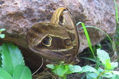 Eryphanis aesacus