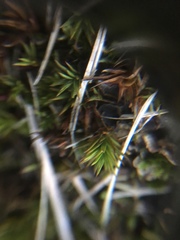 Polytrichum