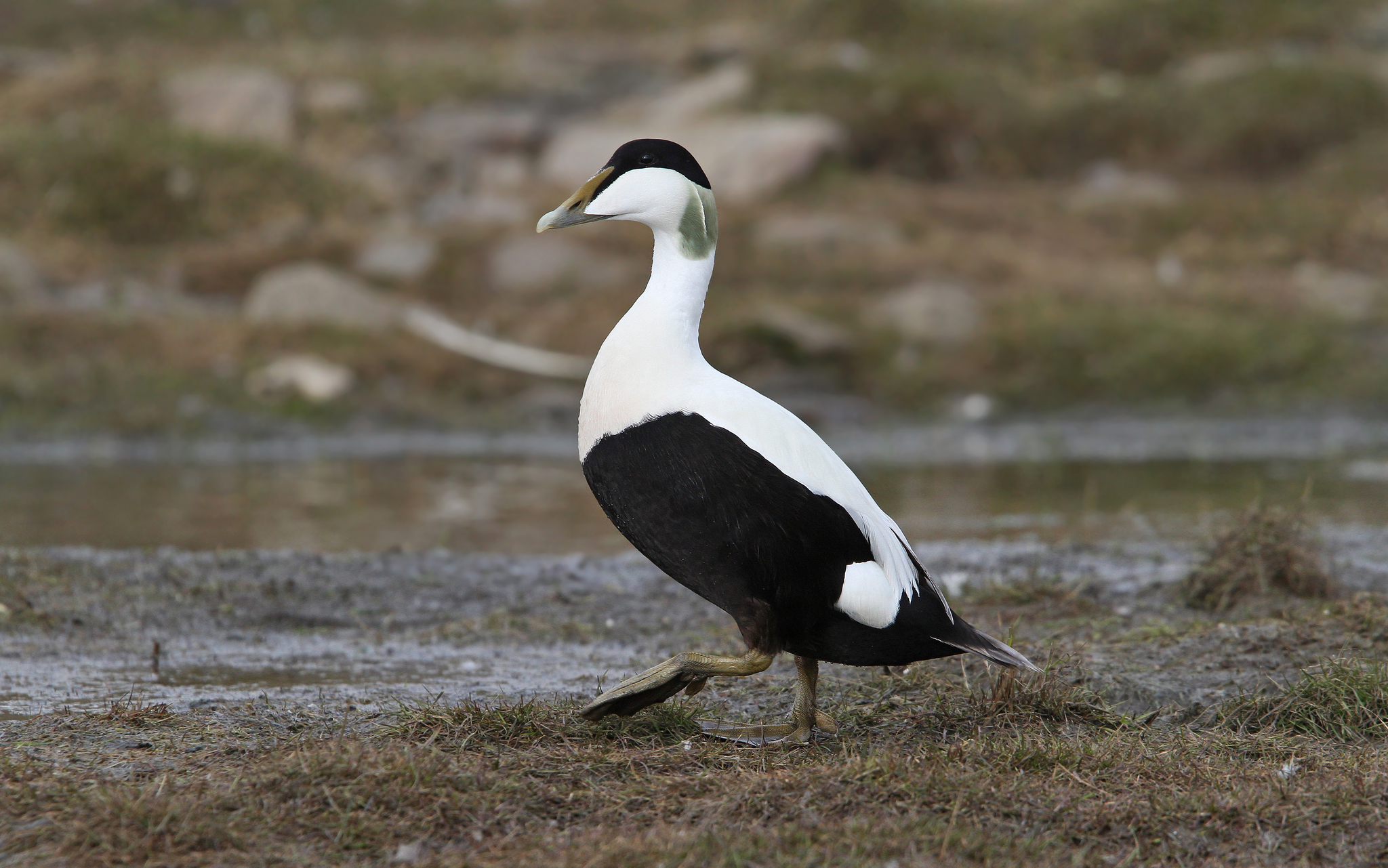 Common Eider (Somateria mollissima)
