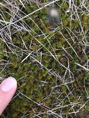 Polytrichum
