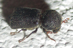 Sinoxylini