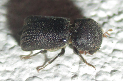Sinoxylini