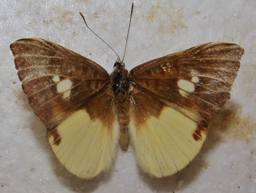 Greater Metalmark