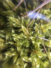 Sanionia
