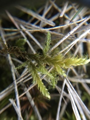 Sanionia