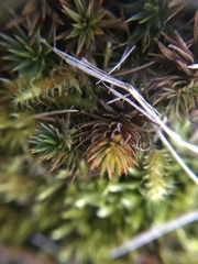 Polytrichum