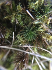 Polytrichum