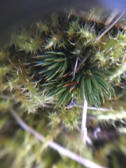 Polytrichum
