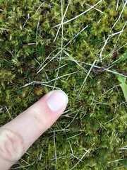 Polytrichum
