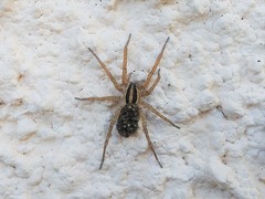 Hogna graeca