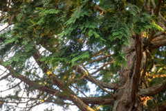 Chamaecyparis obtusa