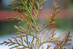 Chamaecyparis obtusa