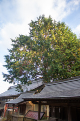 Chamaecyparis obtusa