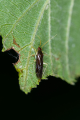 Phylus coryli
