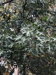 Quercus palustris
