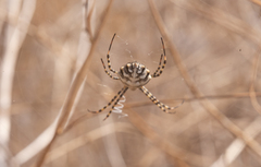 Argiope lobata