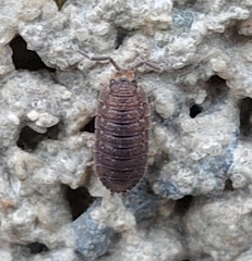 Porcellio scaber