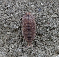 Porcellio scaber