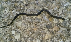 Diadophis punctatus regalis