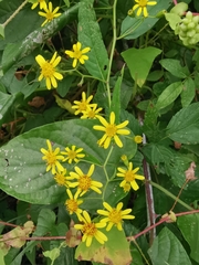 Senecio scandens