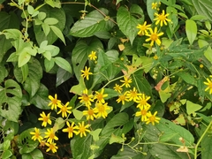 Senecio scandens