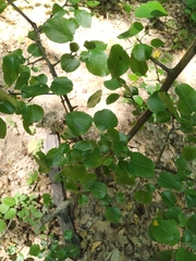 Pyrus communis caucasica