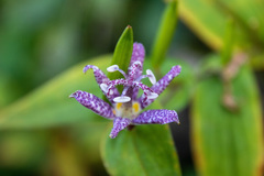 Tricyrtis hirta