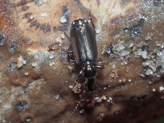 Microlestes minutulus