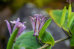 Tricyrtis hirta