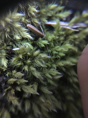 Bryophyta