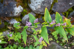 Tricyrtis hirta