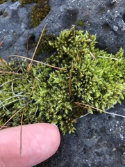 Bryophyta