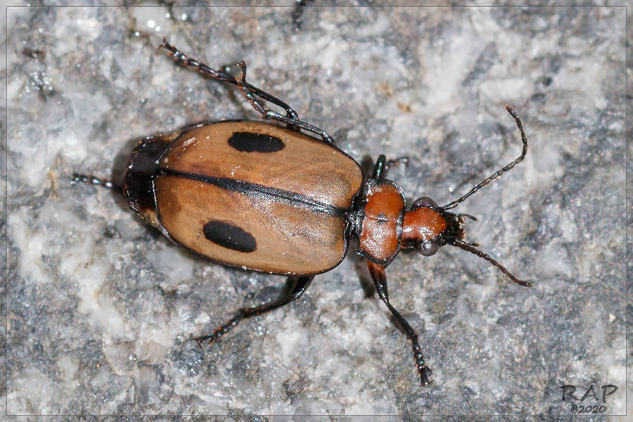 Lebia clavata